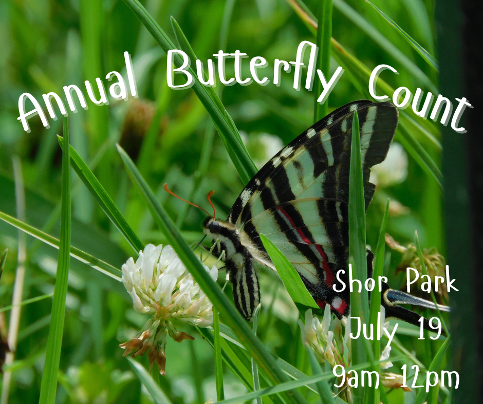 A zebra swallowtail butterfly is pictured